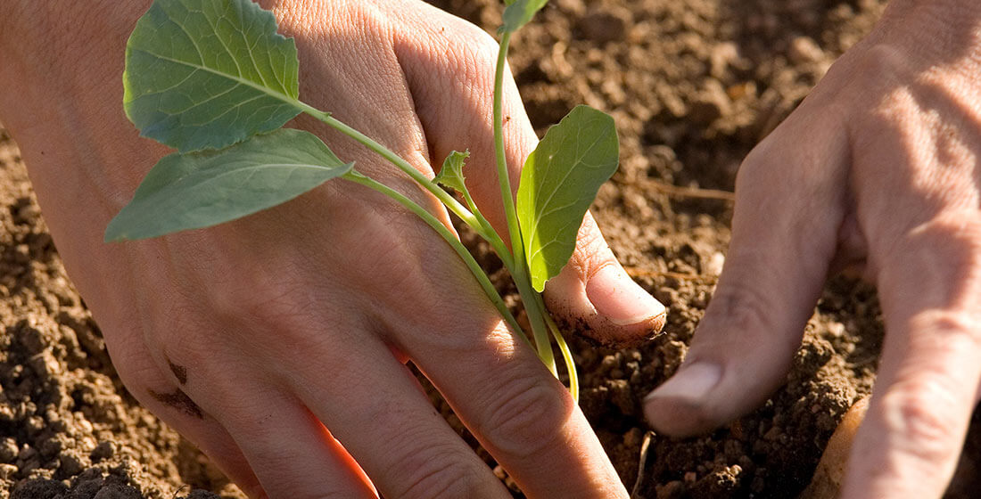 Hands with seedling